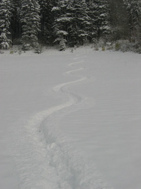 semmering_first_tracks.JPG